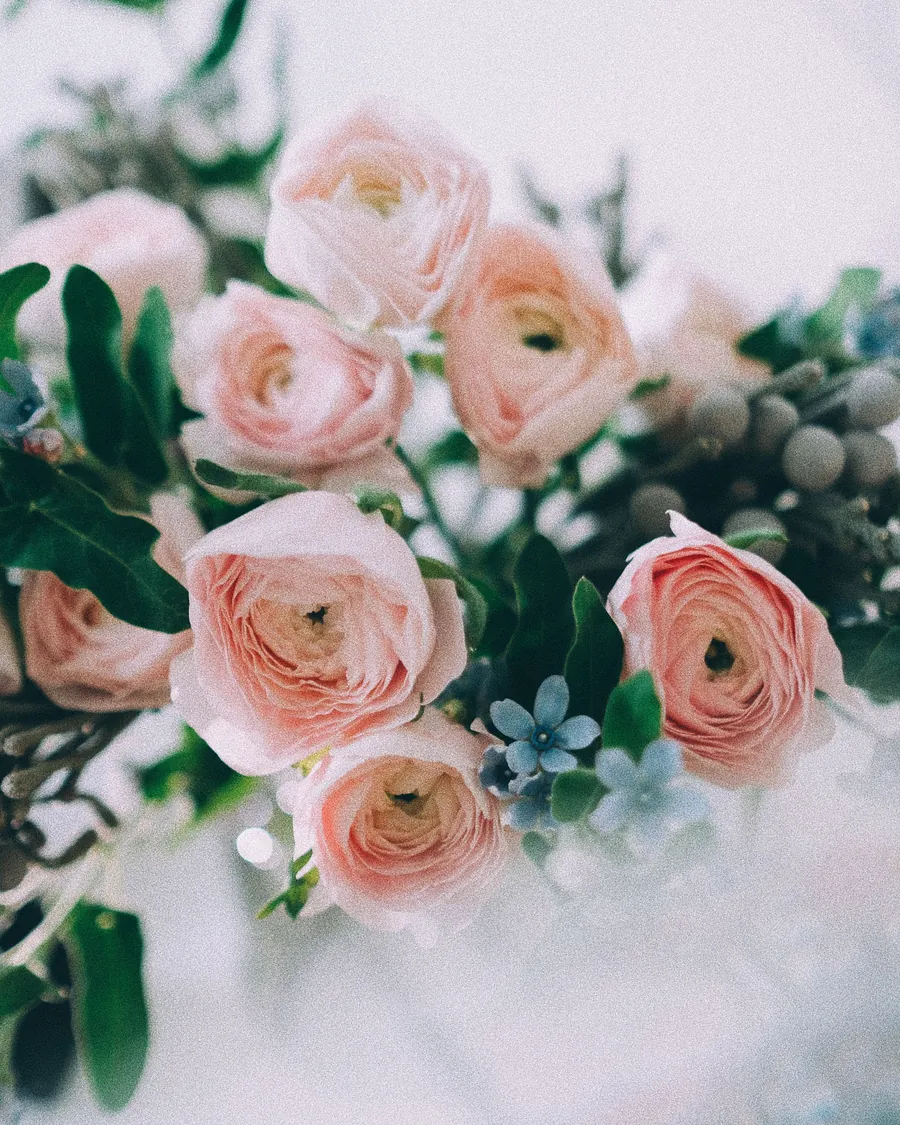 Pale pink ranunculus and roses with soft green leaves