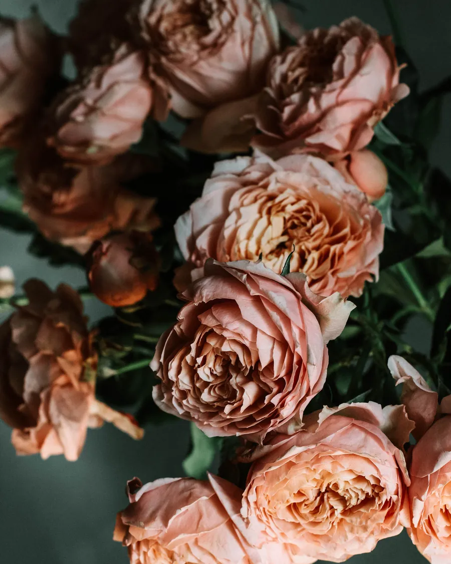 Dusky pink garden roses in a loose hand-tied bunch