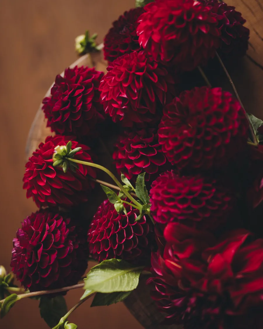 Deep red velvet dahlias with glossy green leaves