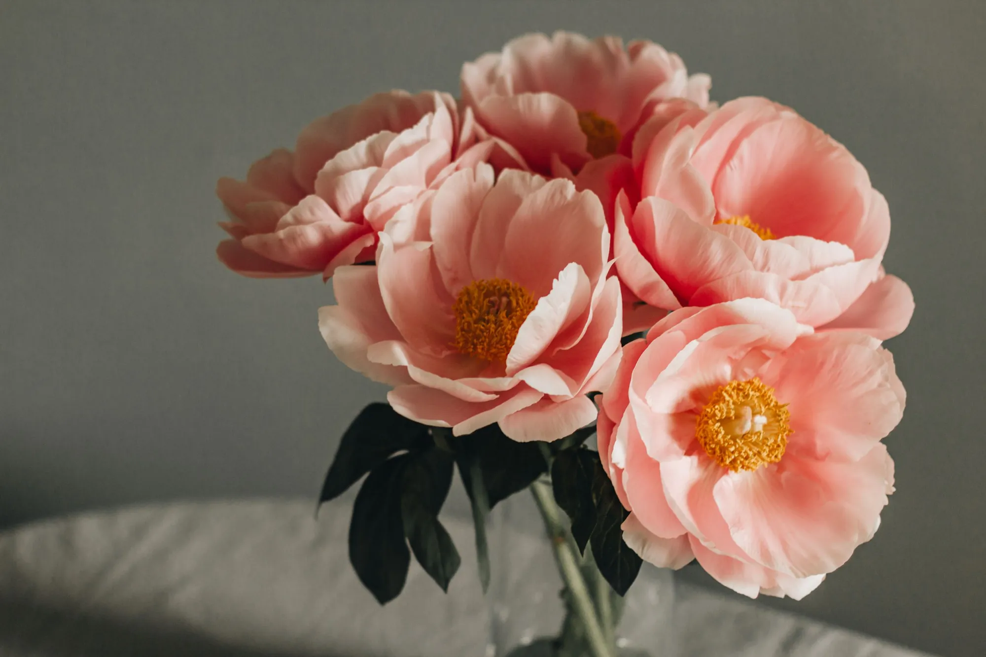 Coral peonies in soft window light