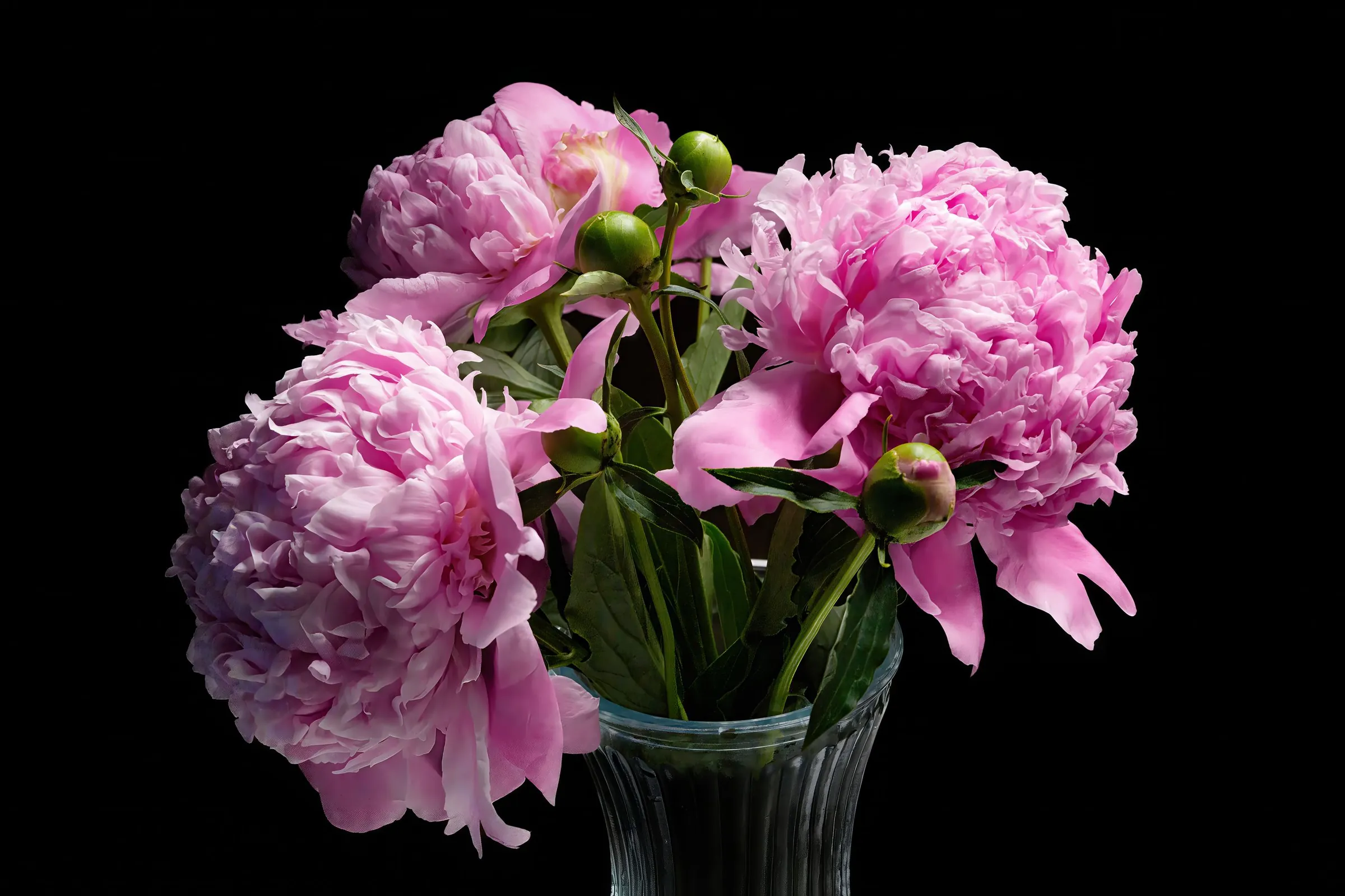 Full pink peonies and green buds in a glass vase against a dark background