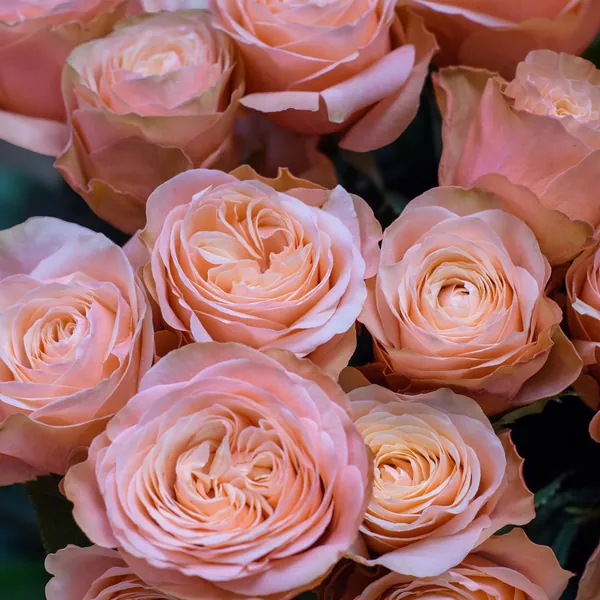 Close-up of peach roses