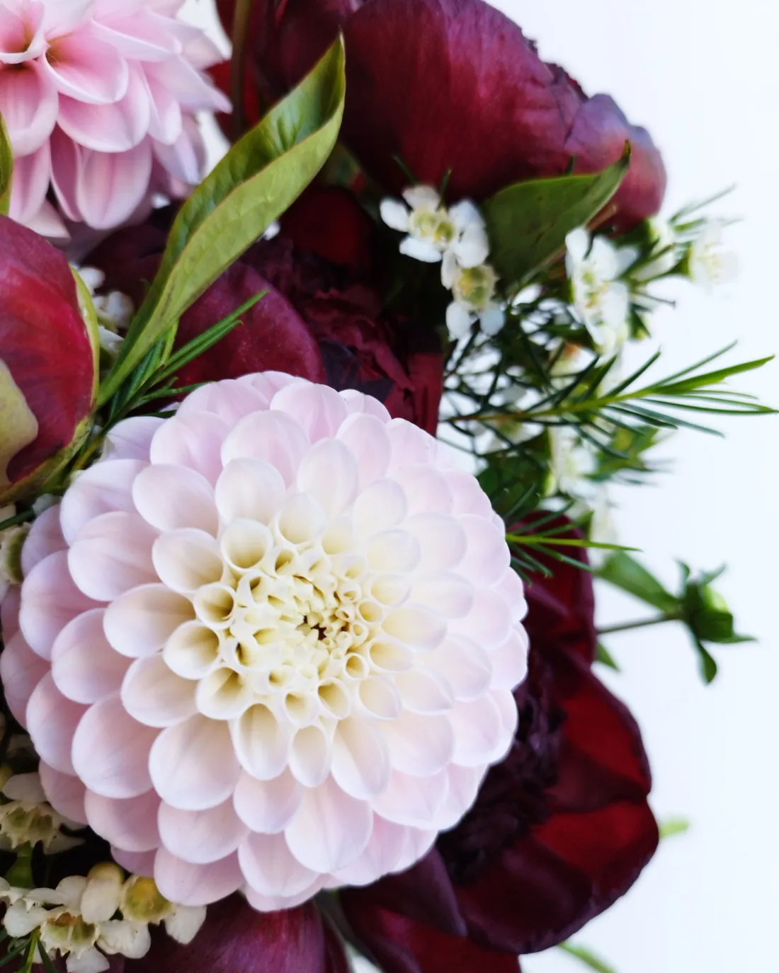A pale pink dahlia among deep red blooms